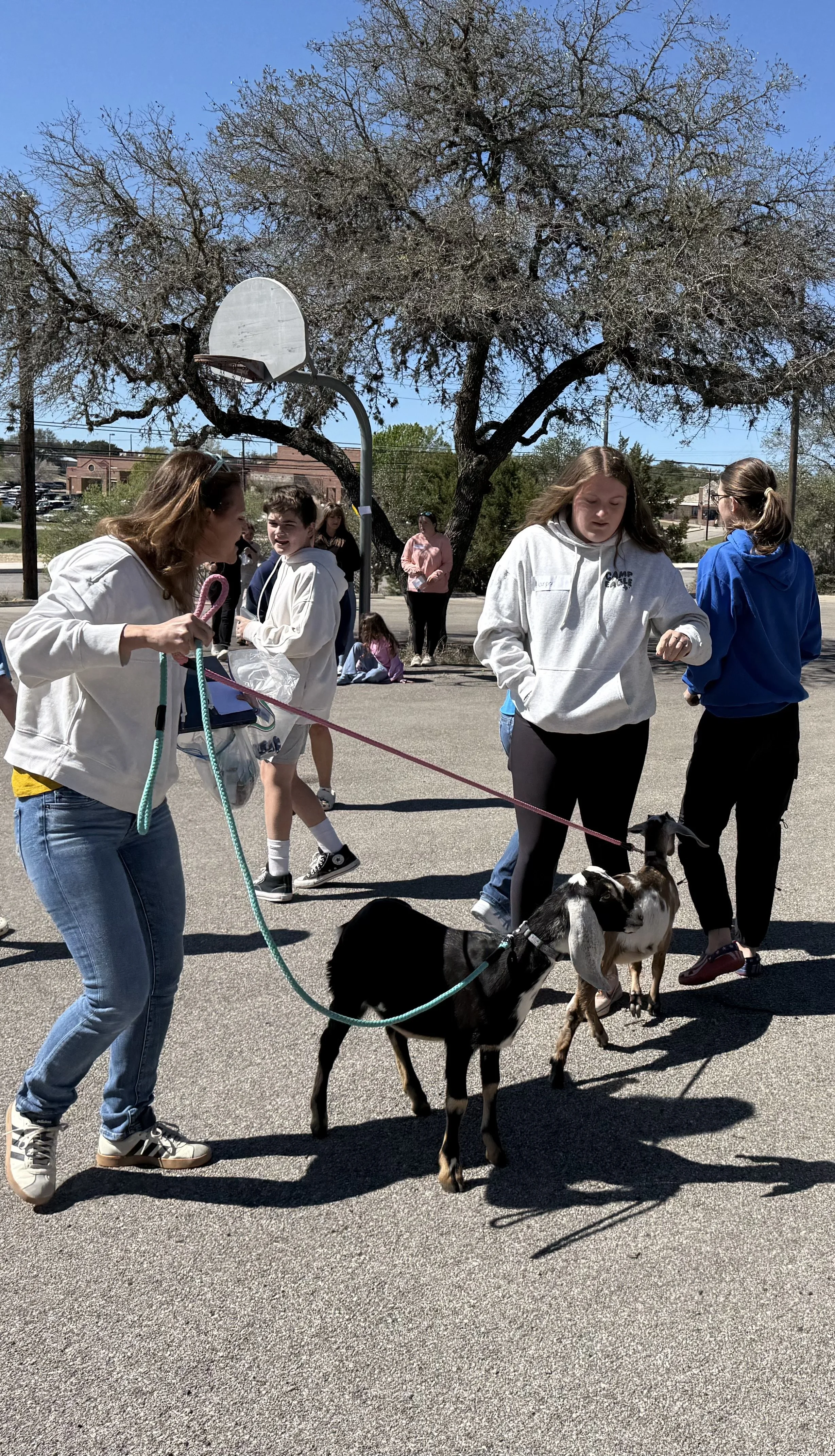 Students walking goats outside