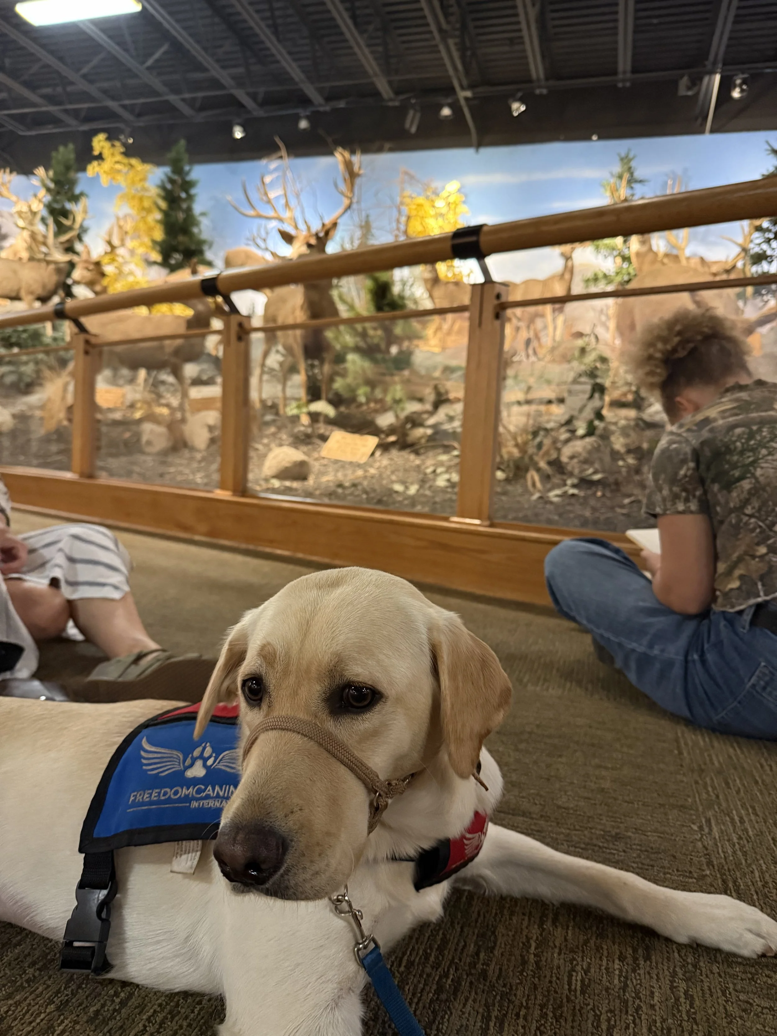 Service dog at museum field trip