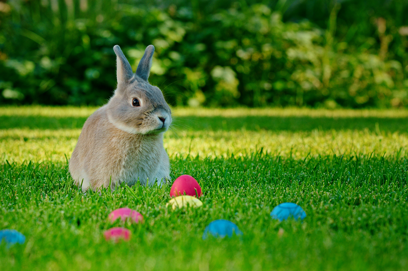 Adult & Kids Easter Egg Hunts Mountain Run Winery