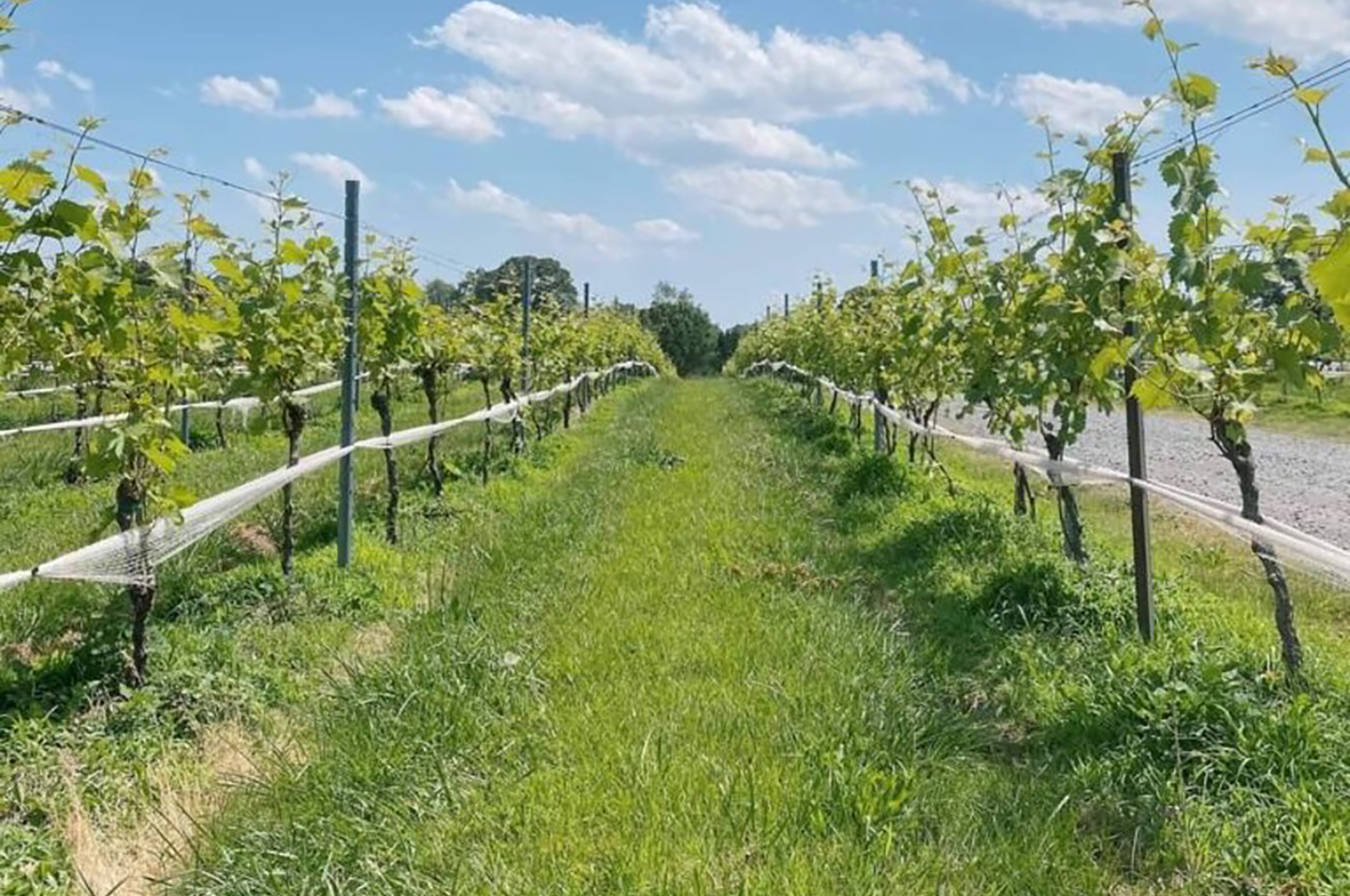 5K Race Through the Vineyard Molon Lave Vineyards