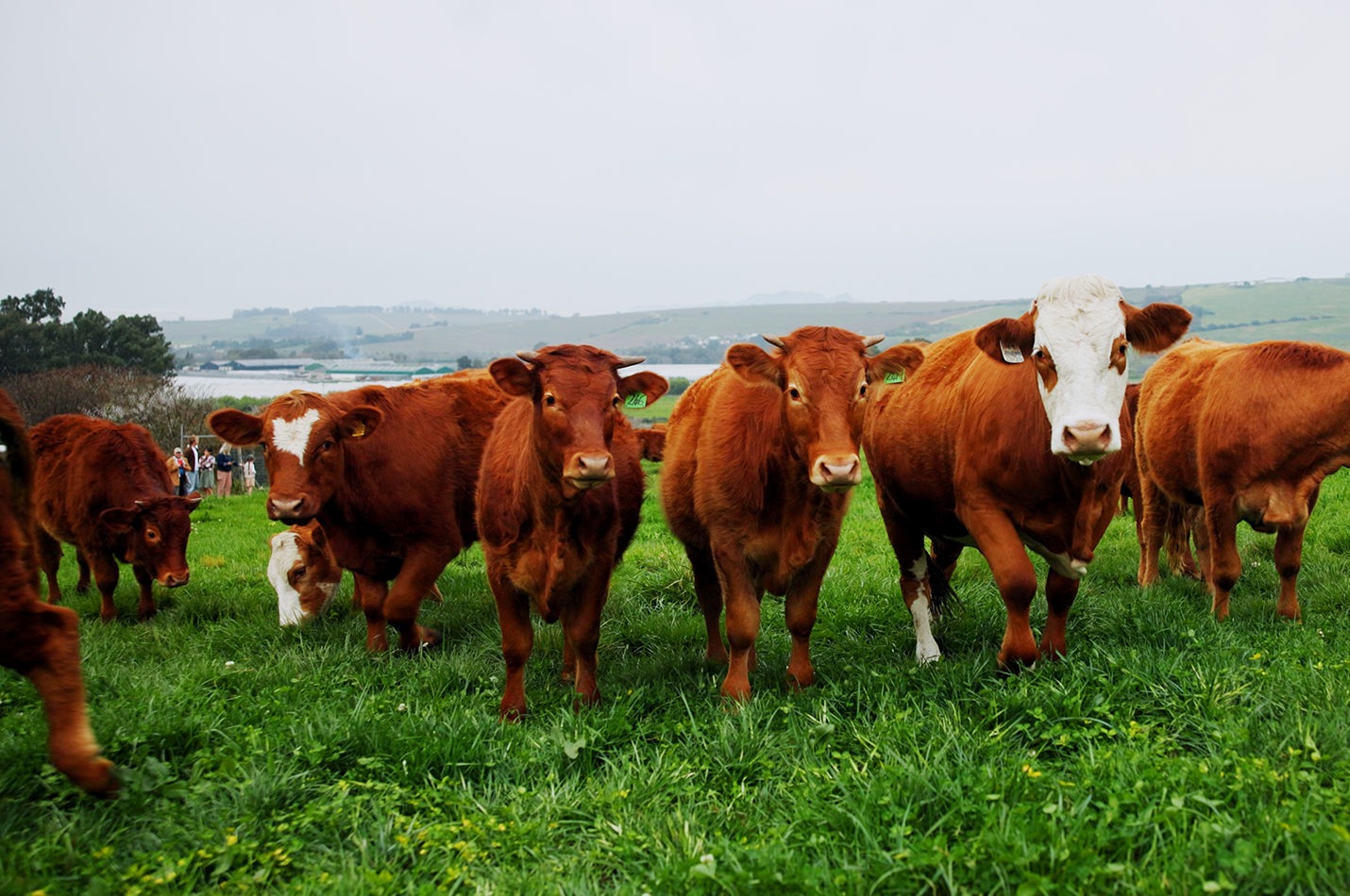 Live Music The Cows