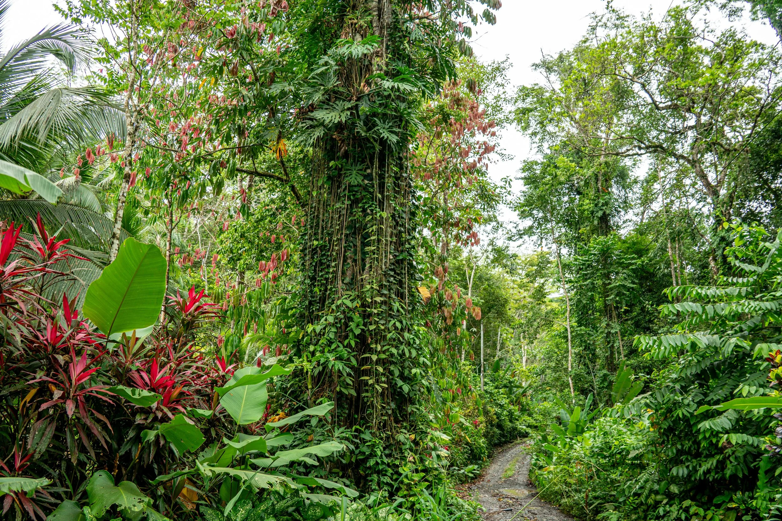 Lush jungle path Costa Rica