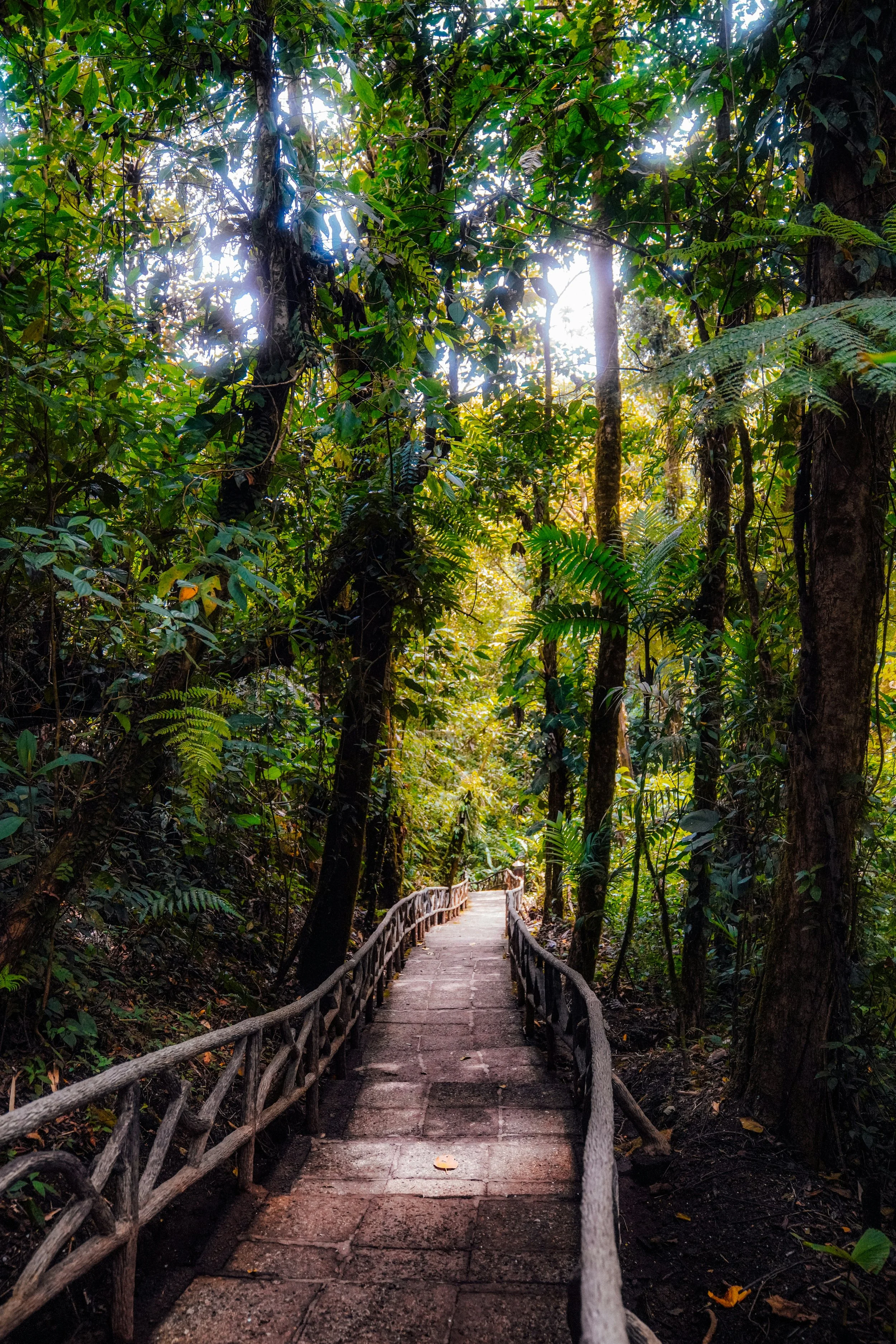 Jungle stairway path