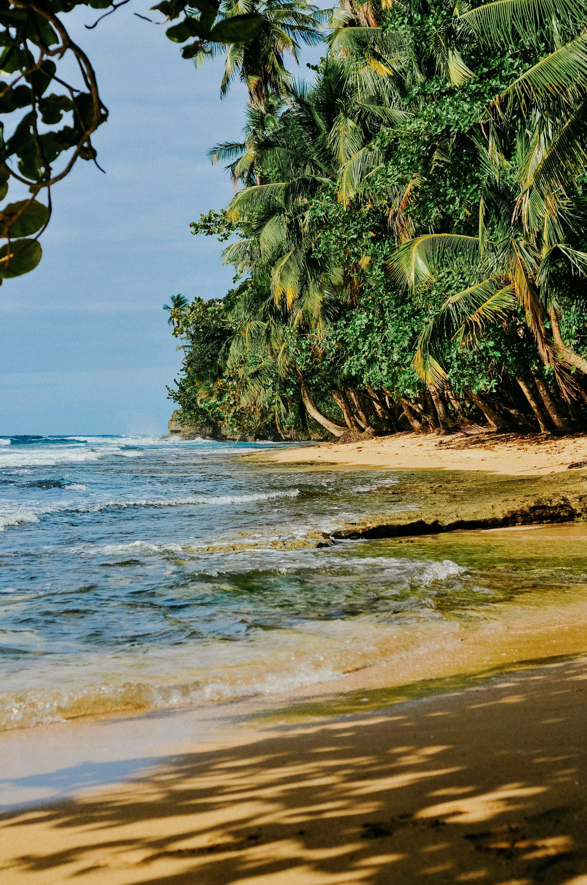 Caribbean beach with palms