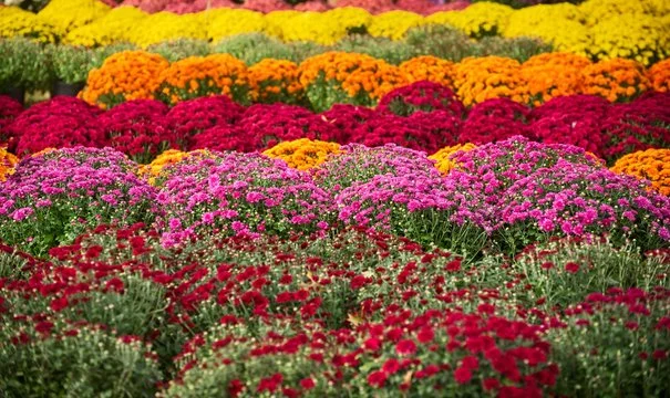 Fall Mums