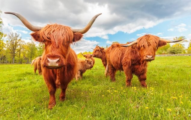 Highland cows