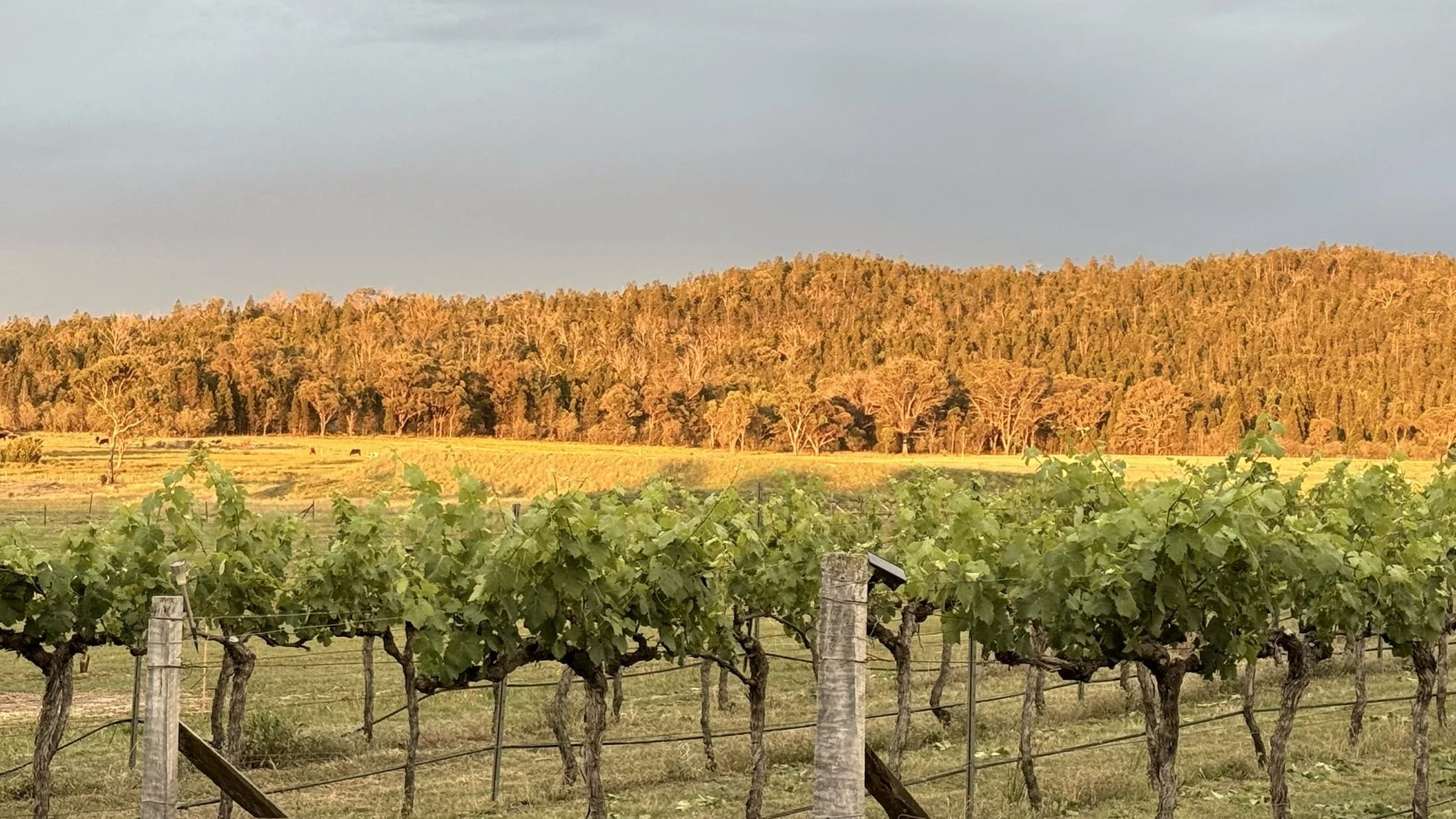 Late light on the ridge above the vineyard at Nicolau Eco Farm