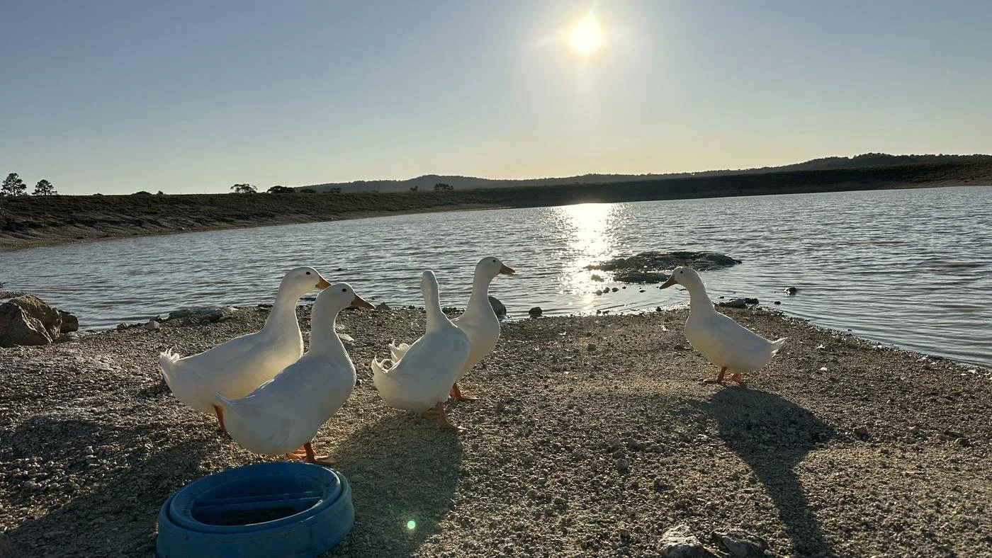 Geese at the water's edge in low sun