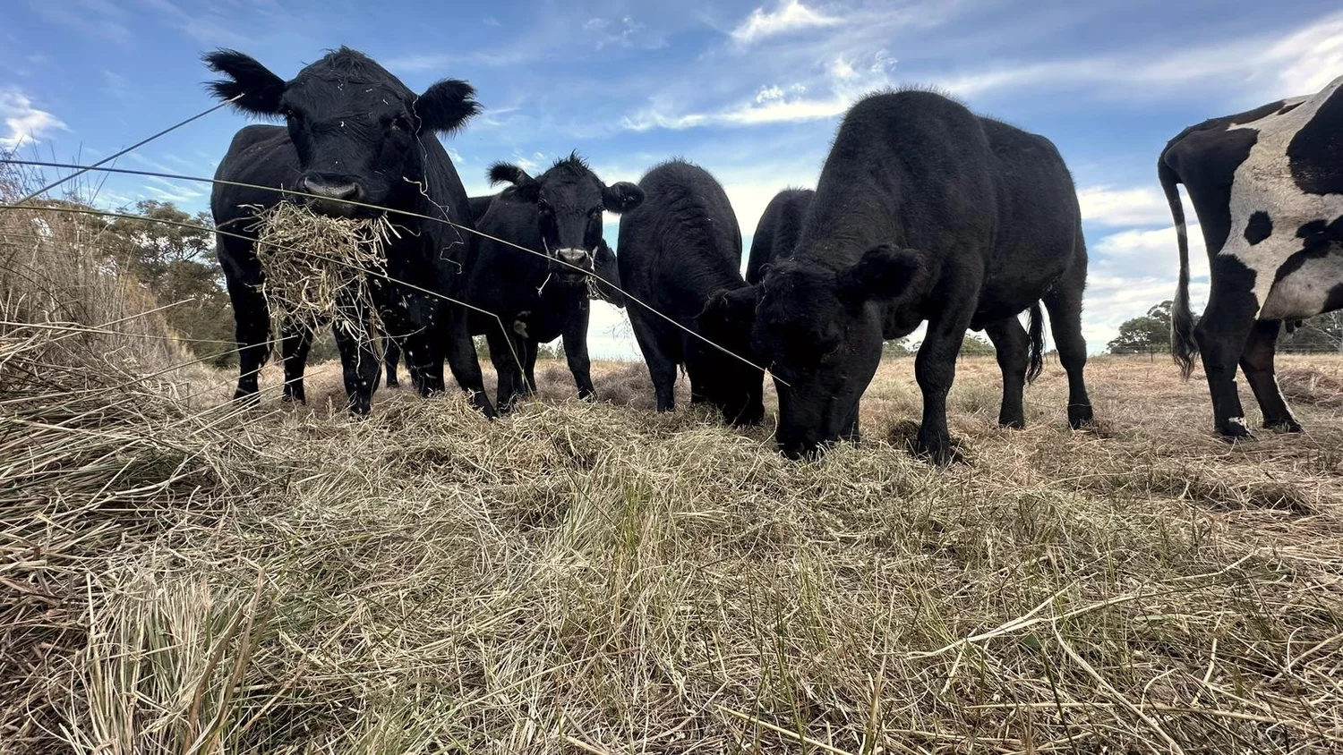 Black cattle feeding on hay