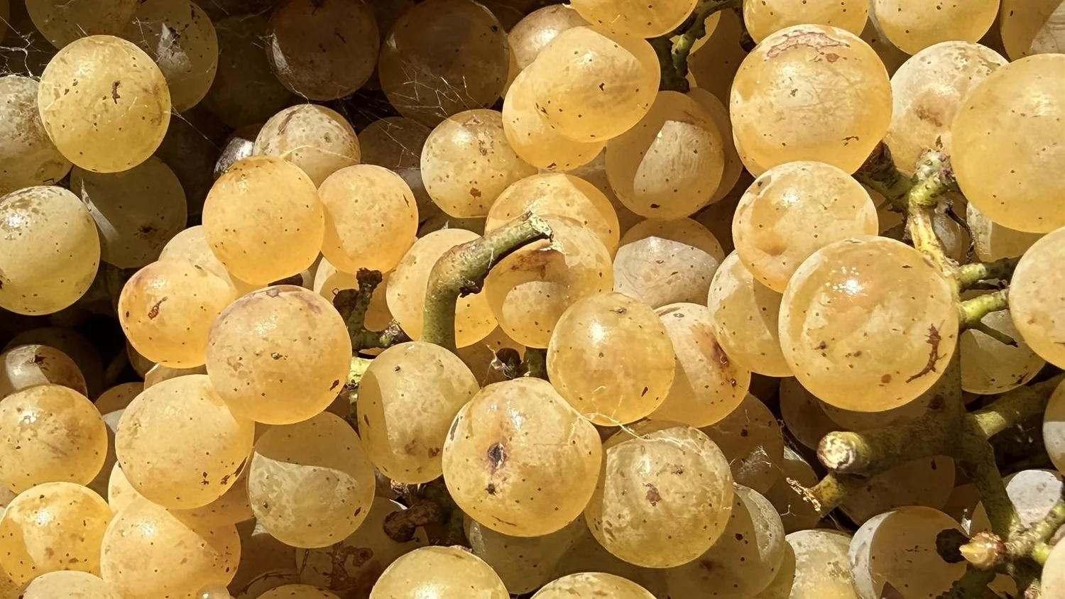 Hand-picked white grapes in the harvest crate