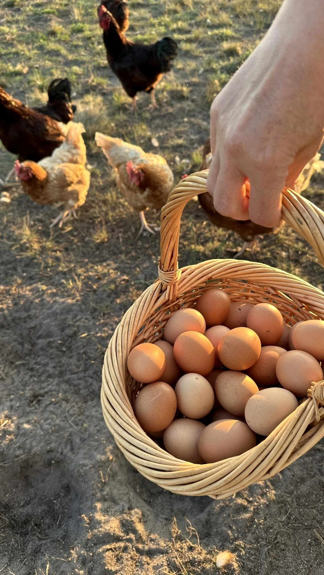 A basket of the morning's eggs among the hens