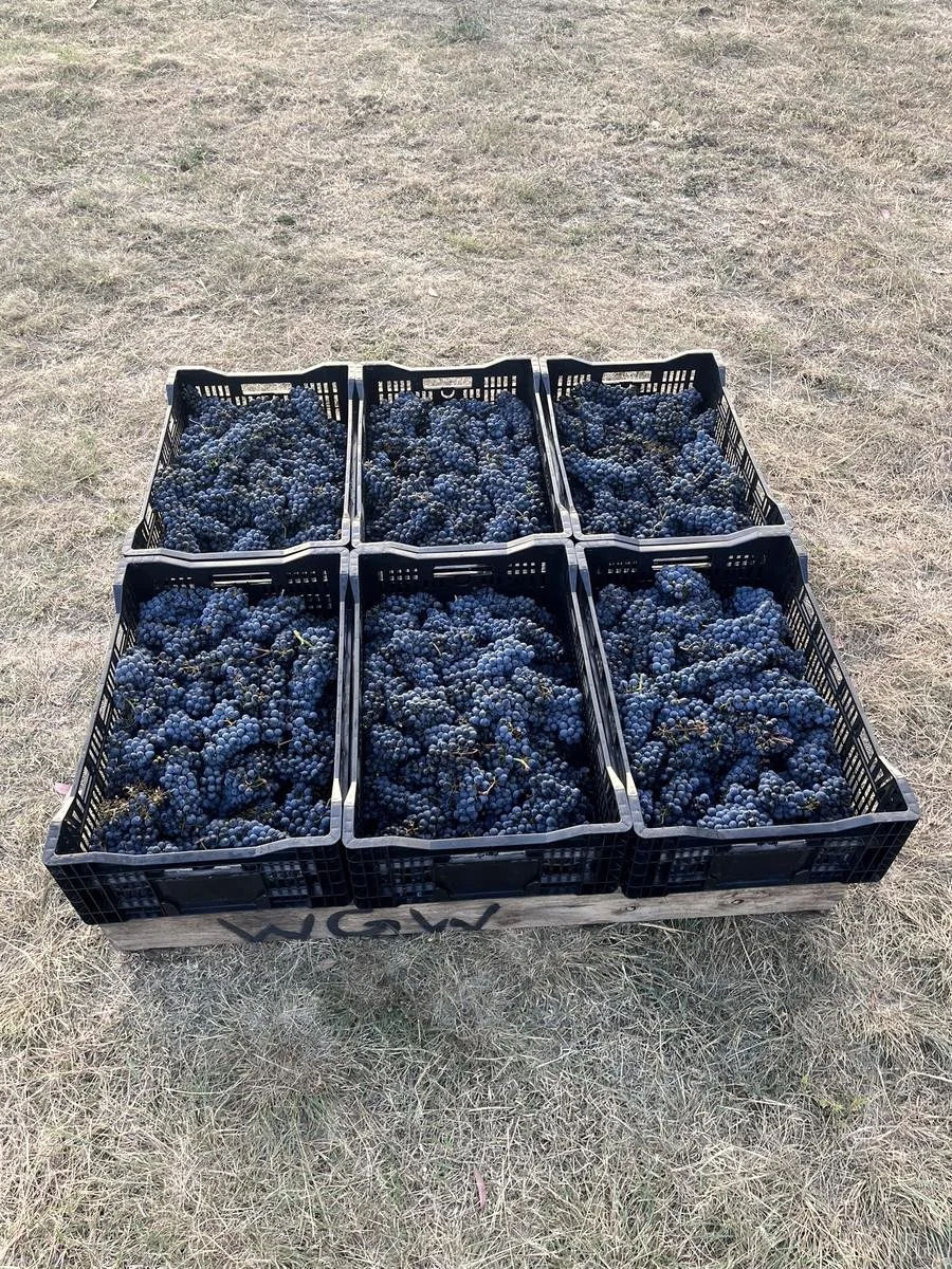 Crates of picked red grapes