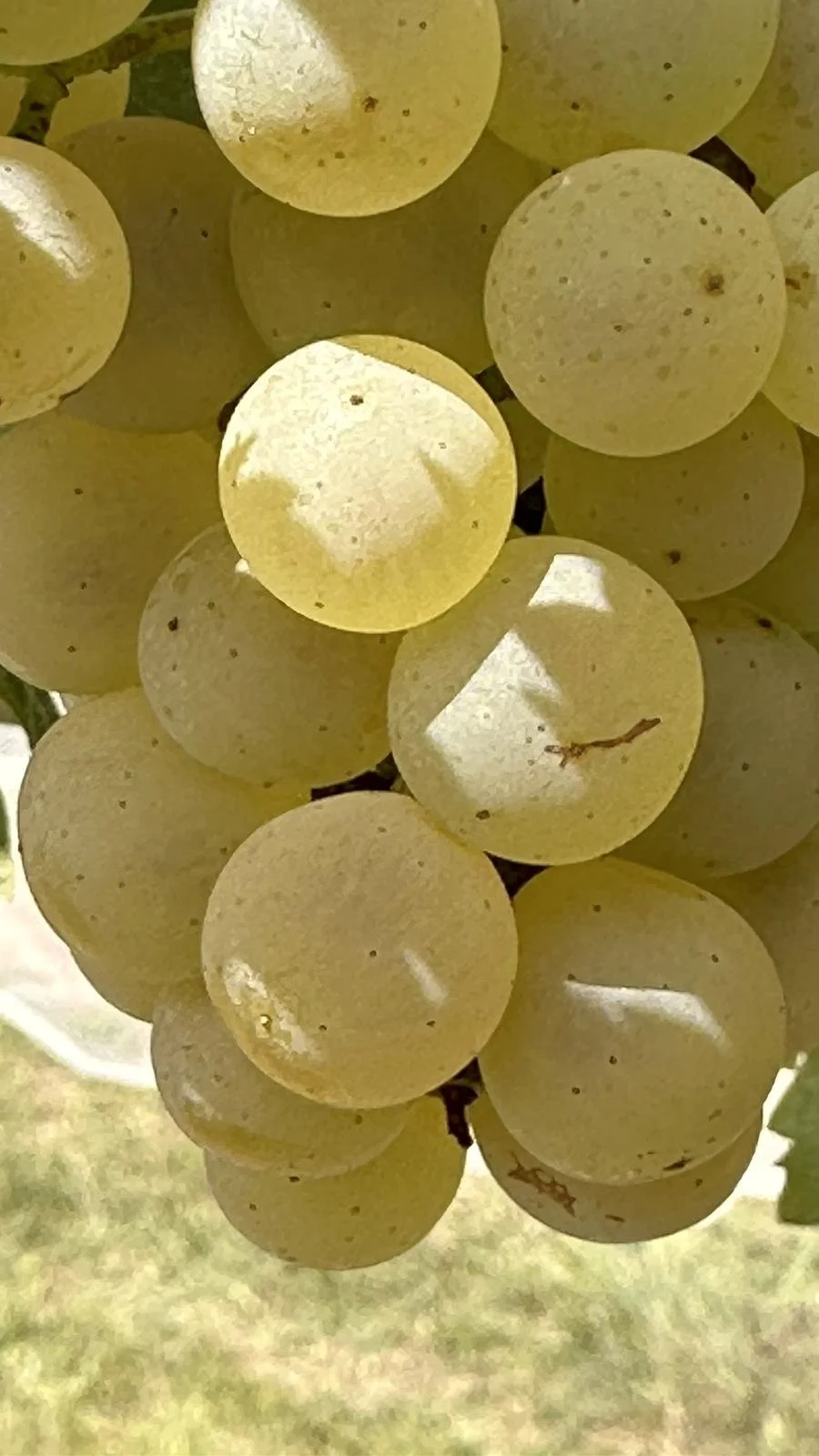 A cluster of white grapes at ripeness