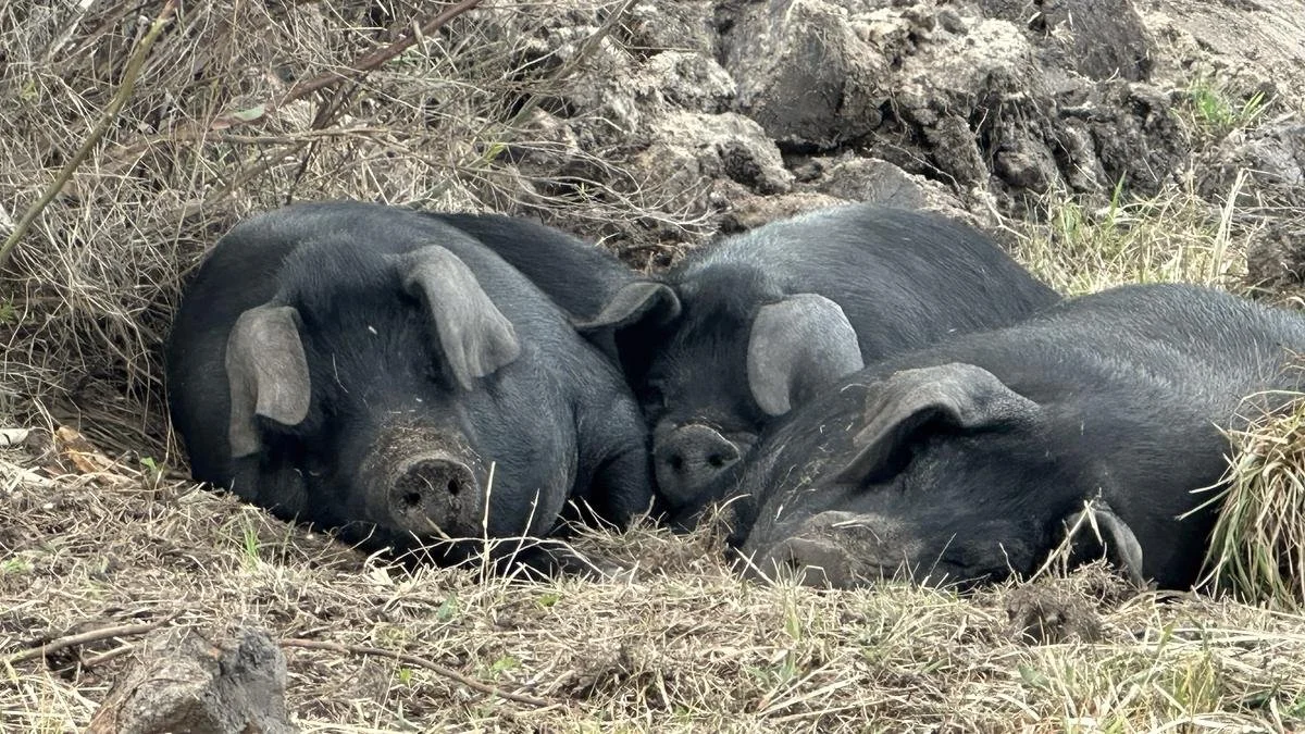 Pigs asleep in straw