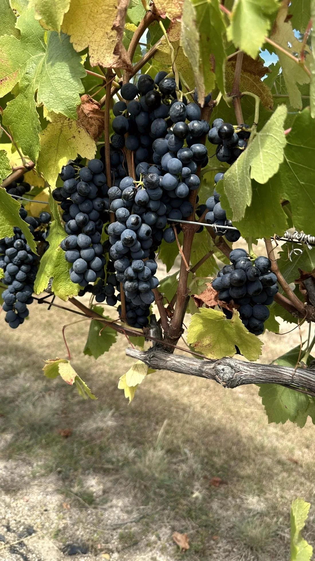 Dark grapes on the vine