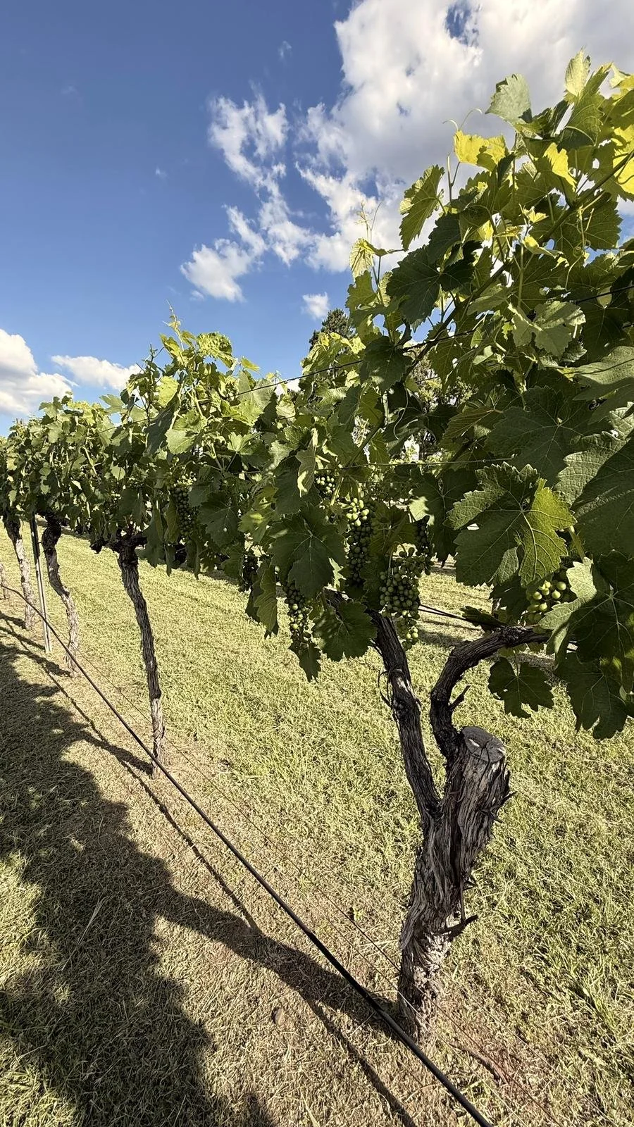 Full summer canopy