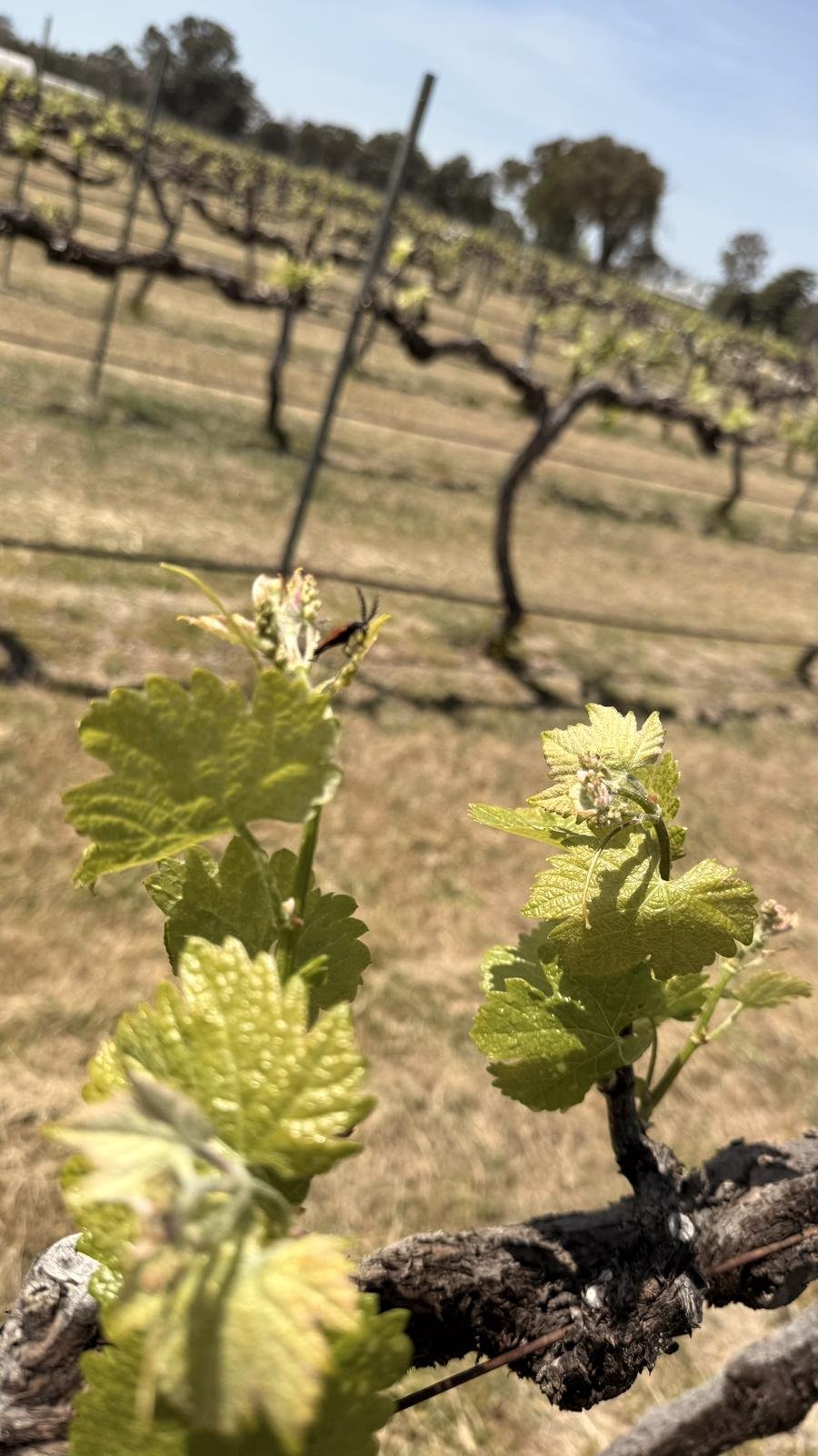 New leaves at budburst