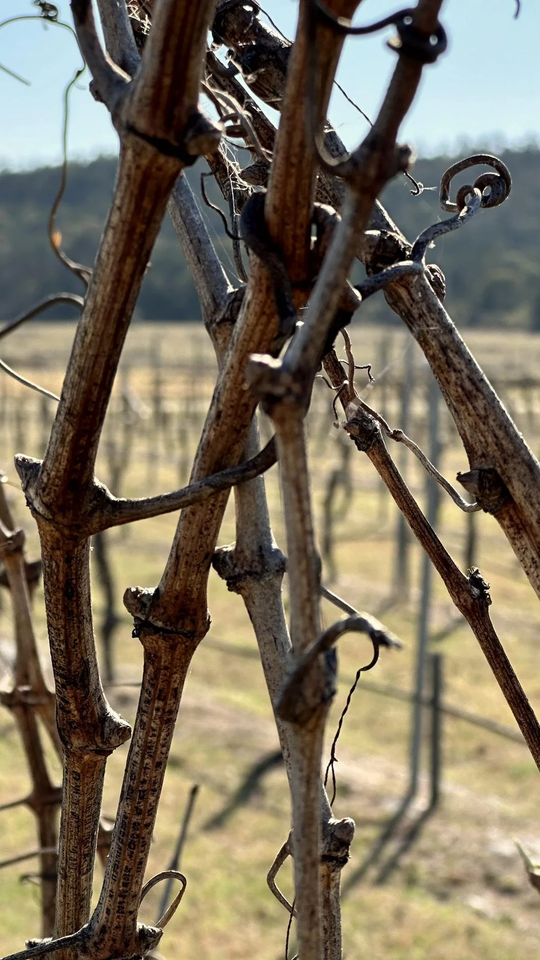 Old vine wood, standing on its own roots