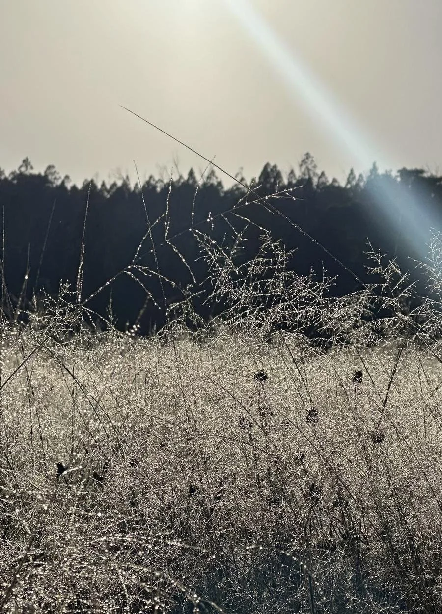 Winter grass in low sun