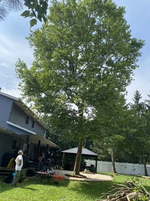 Before tree service project
