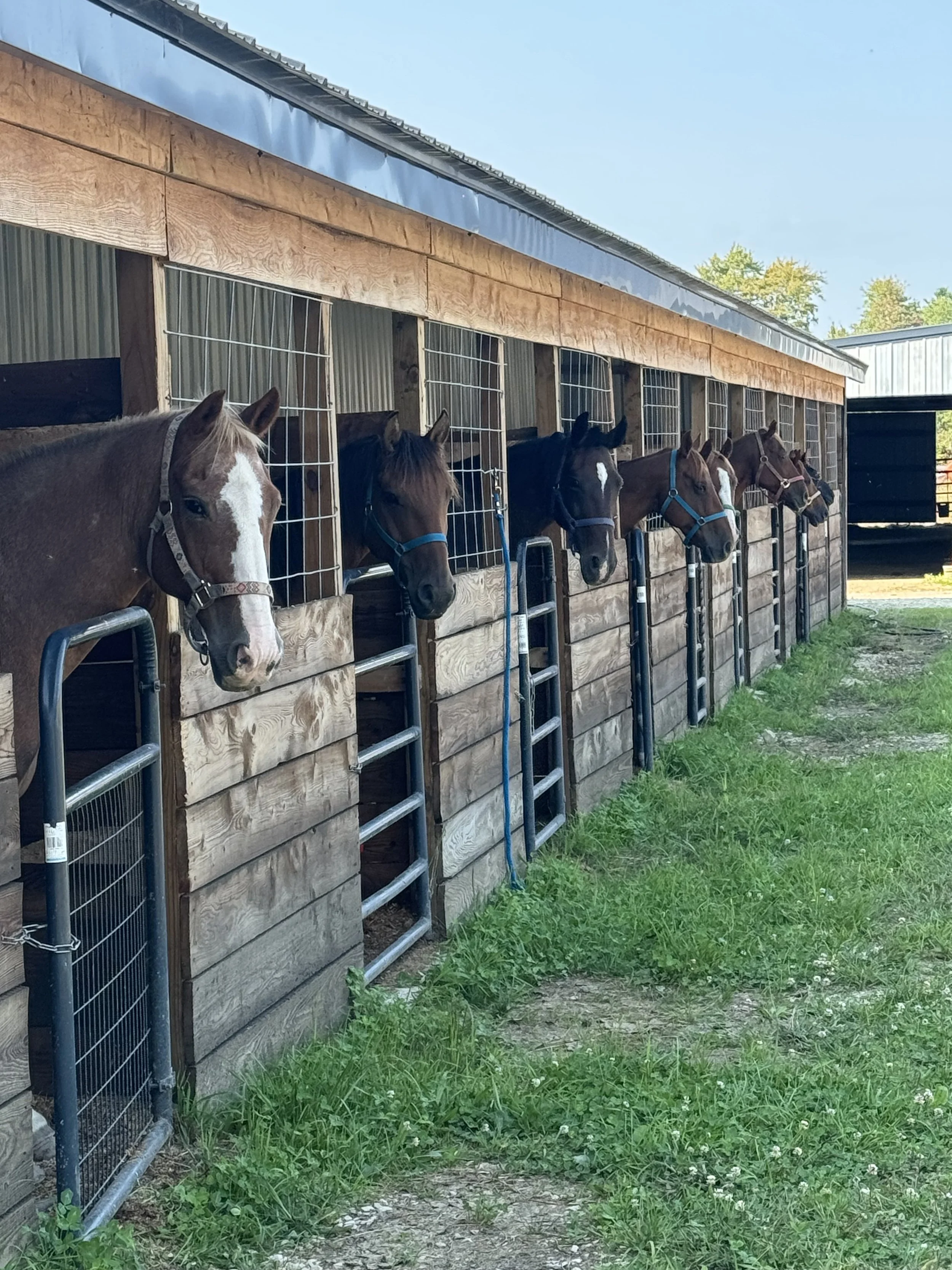 Country Corner Stables horses