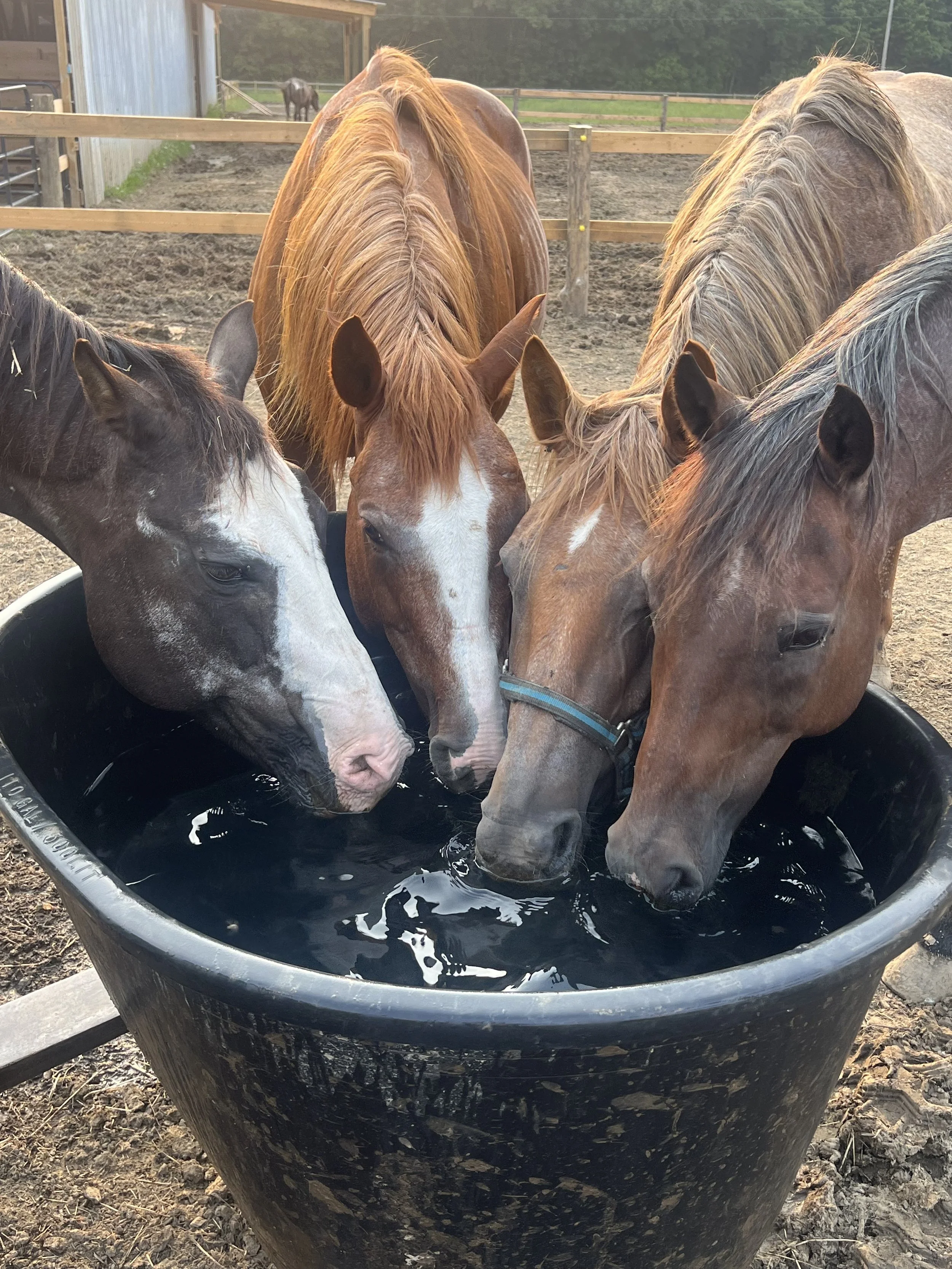 Country Corner Stables — Conneautville, PA