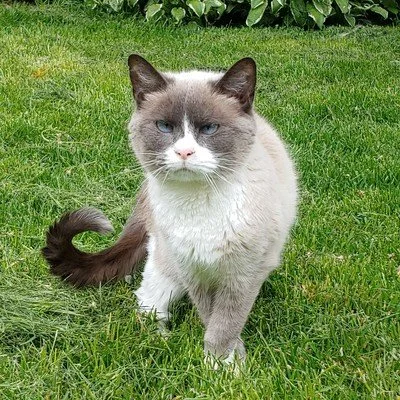 Khaleesi
