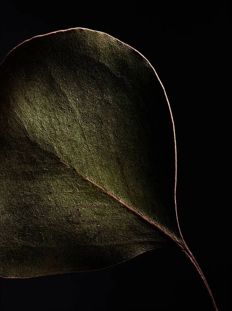 Green leaf against dark brown background