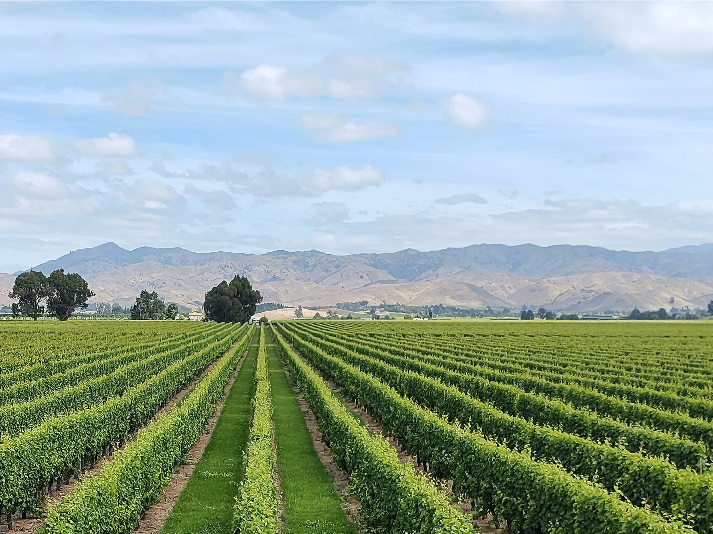 New Zealand vineyard and dining