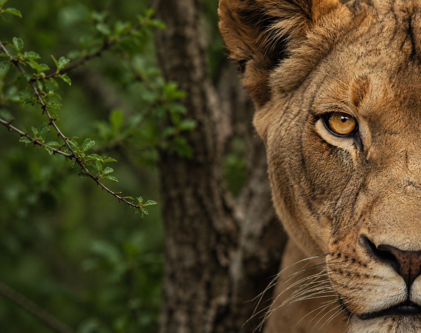 Mikko — the Matsui lioness