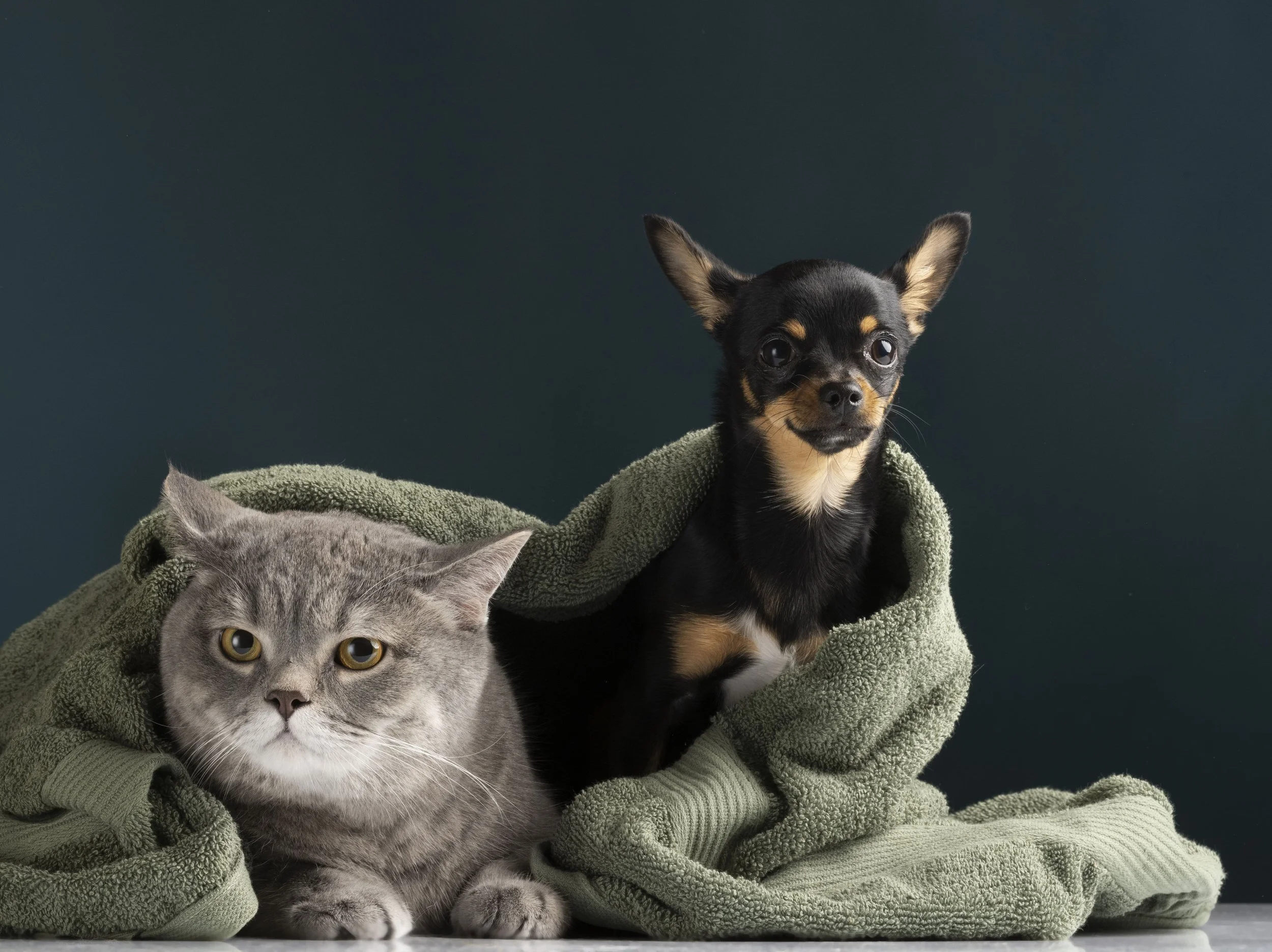 Cat and dog together