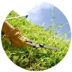 Hedge Cutting