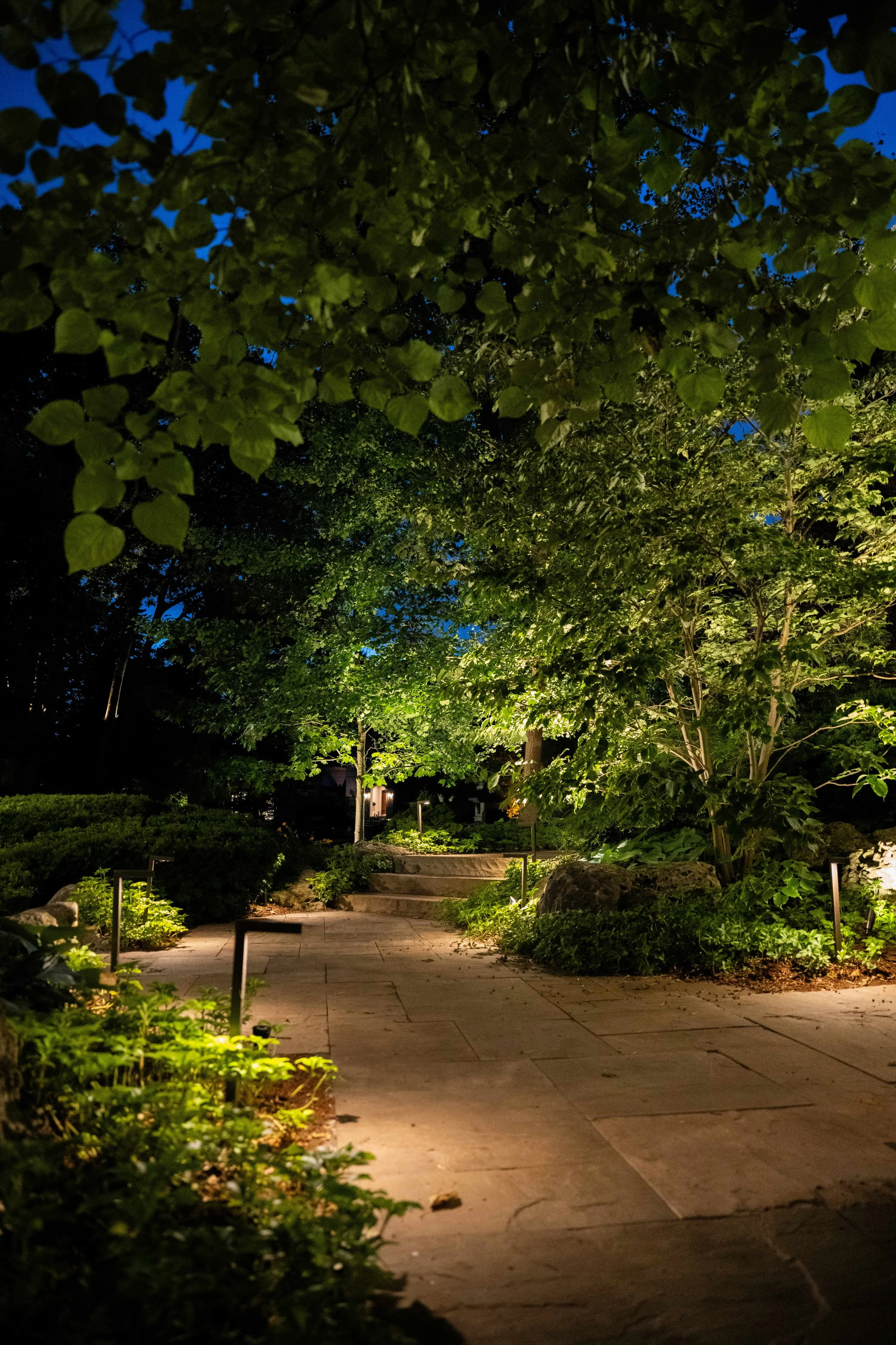 Mature tree uplit from two sides beside a board fence
