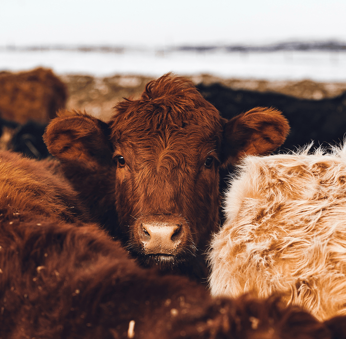 Cattle in a field