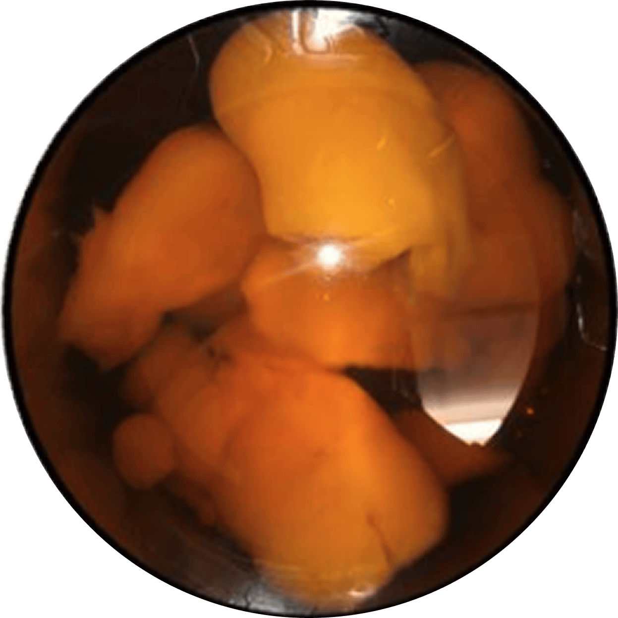 Close-up of fungi culture in a circular vessel