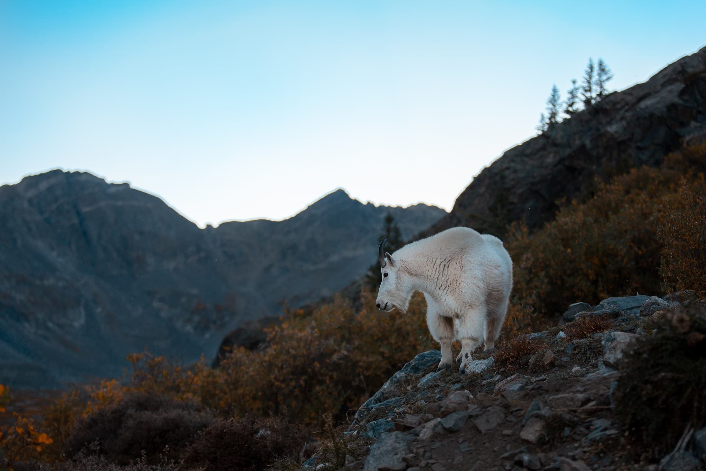 Mountain goat on ridge