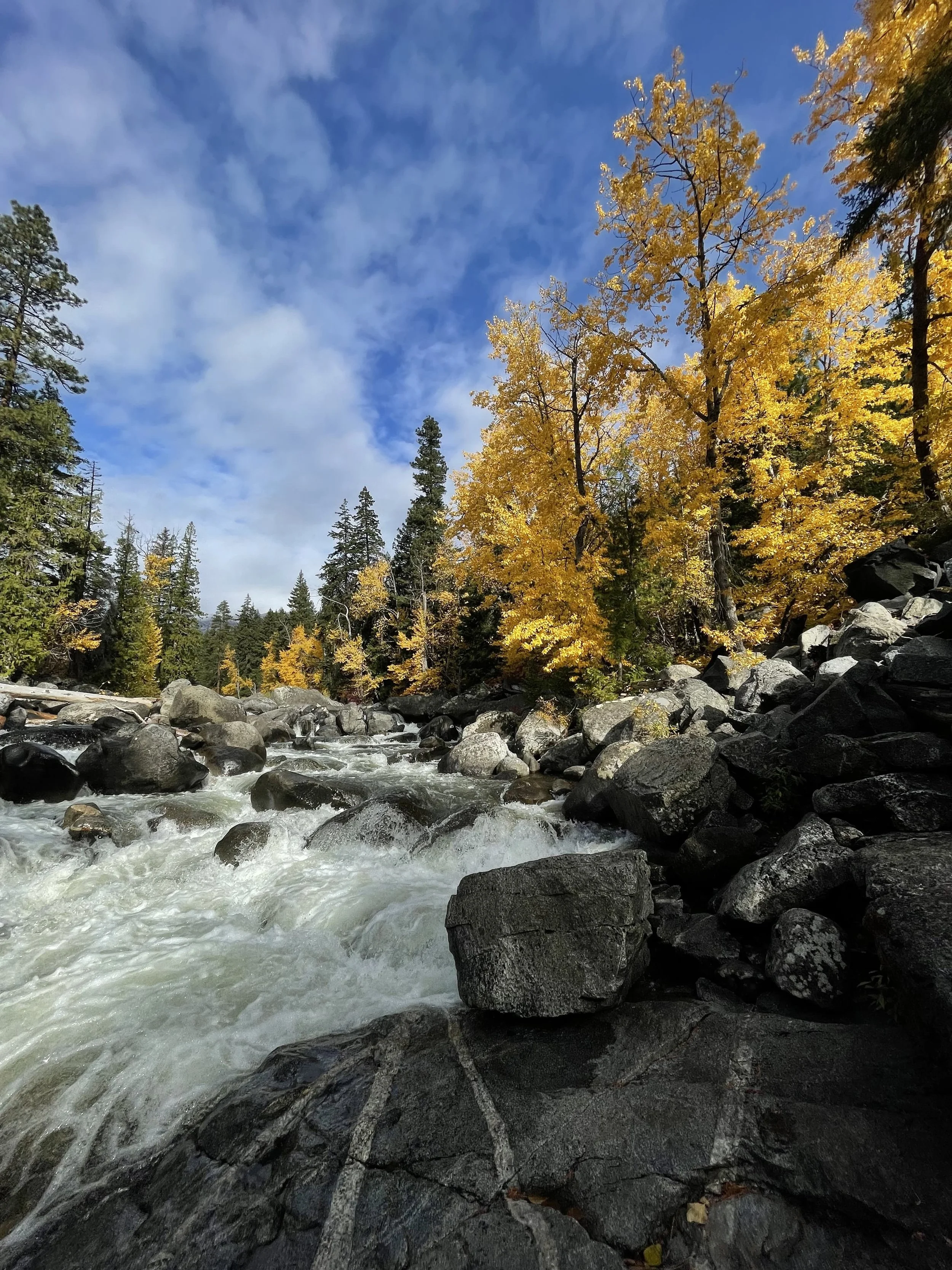 Mountain biking through fall aspens