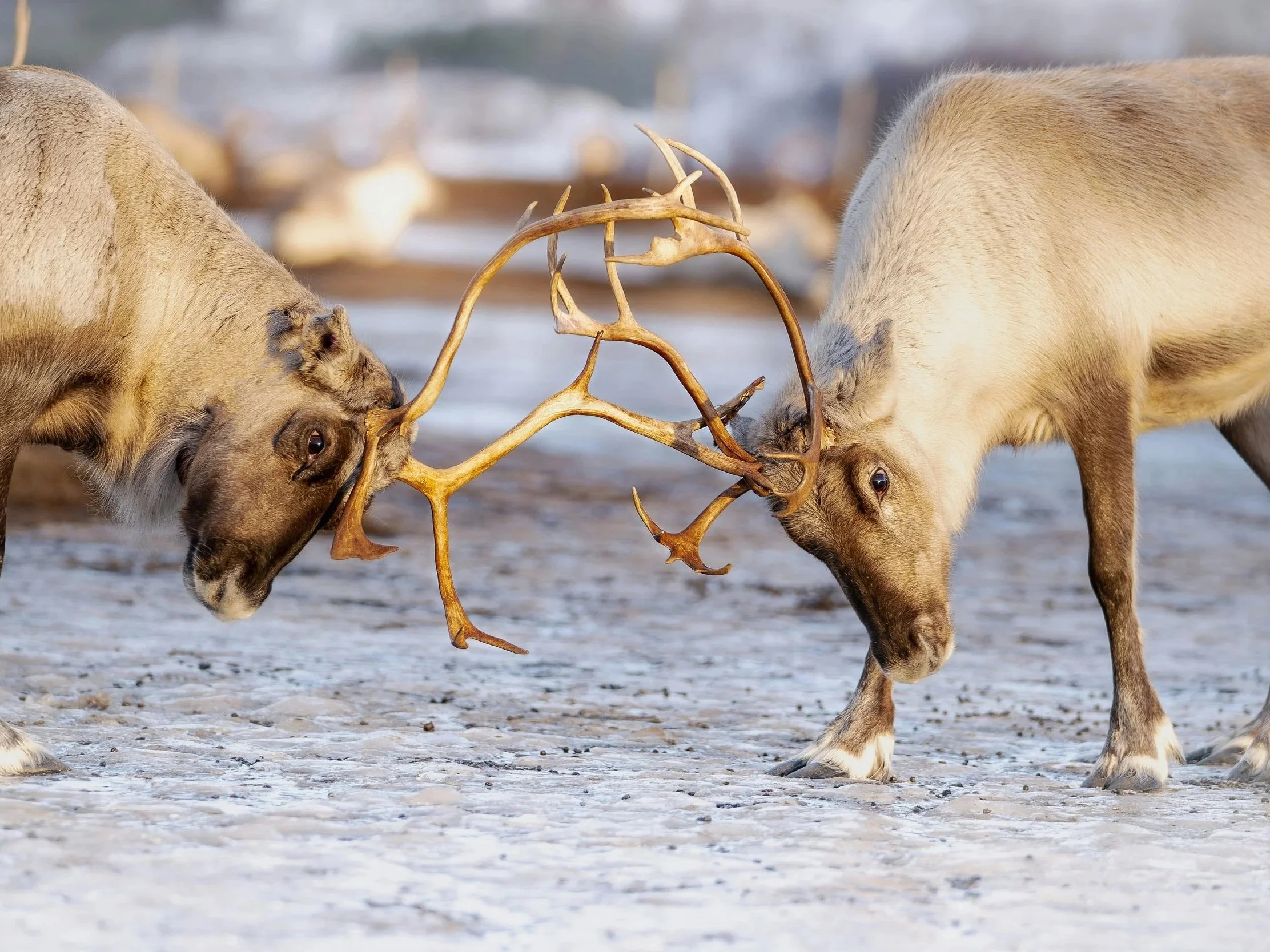 Private Reindeer Farm Experience in Oulu