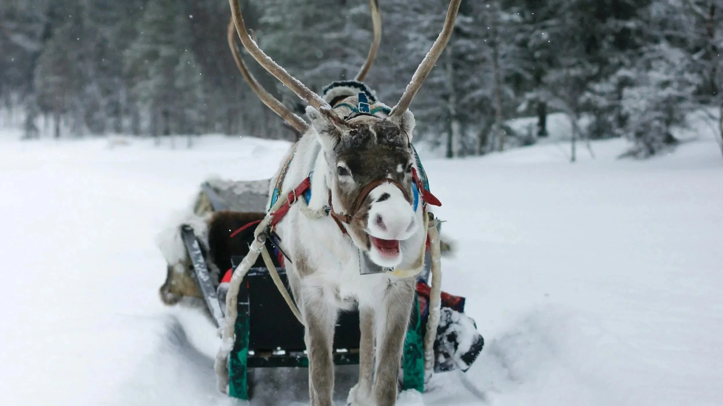 Talviaktiviteetteja ja yksityisiä pororekiajeluita Oulussa
