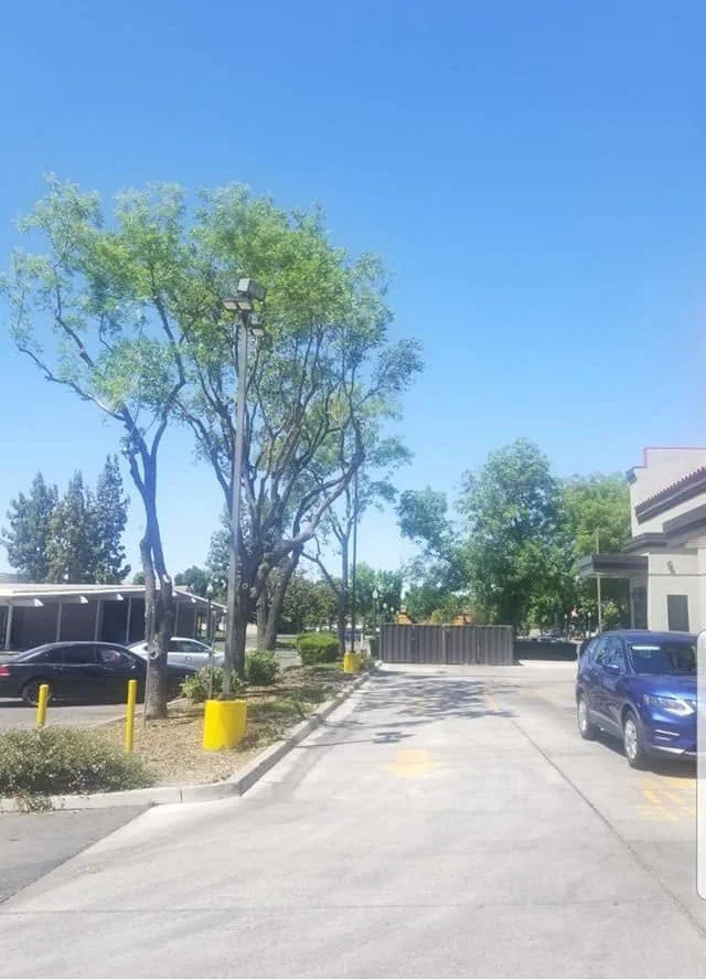 Trees lining a commercial lot after trimming by Specialty Landscape tree services