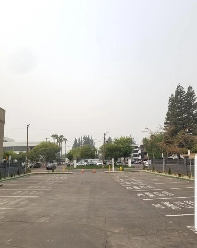 Trees along a parking lot maintained by Specialty Landscape