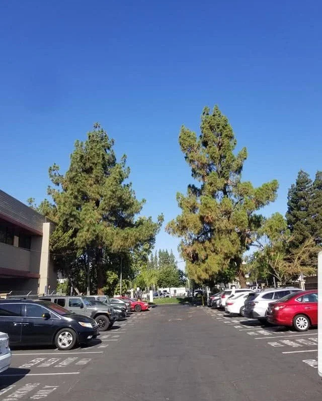 Mature trees on a commercial property maintained by Specialty Landscape tree services