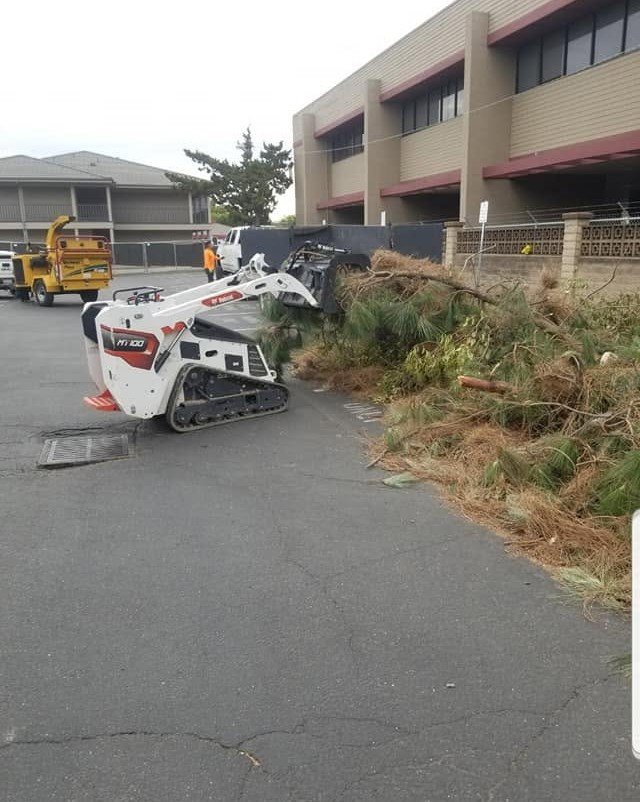Skid steer clearing tree debris during a tree service job by Specialty Landscape
