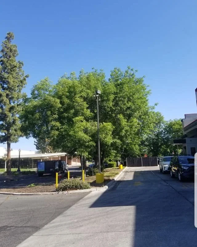 Trees across a commercial lot maintained by Specialty Landscape
