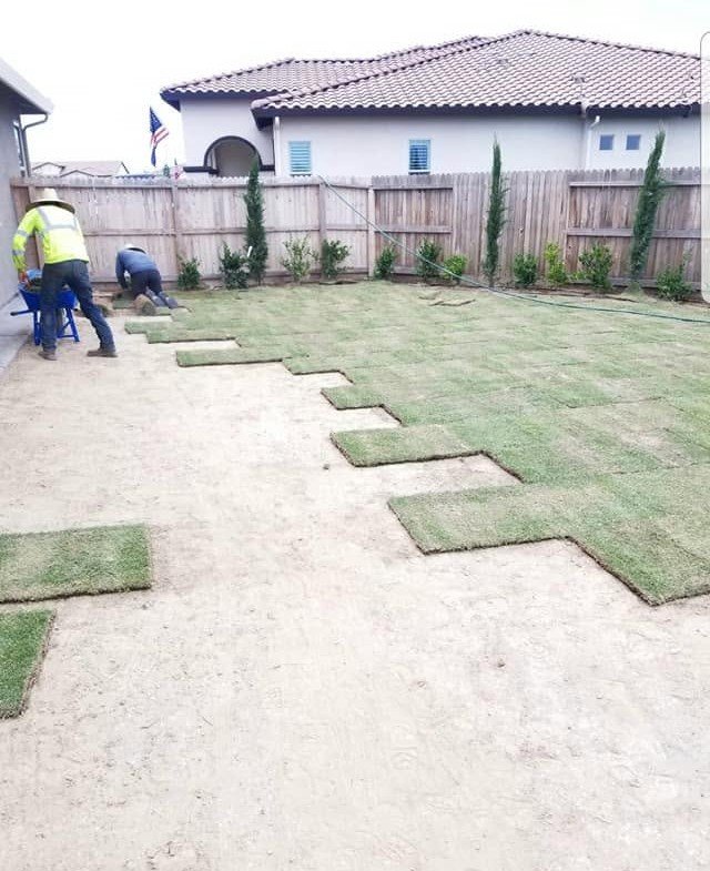 Fresh sod being installed during Specialty Landscape yard maintenance in Kerman