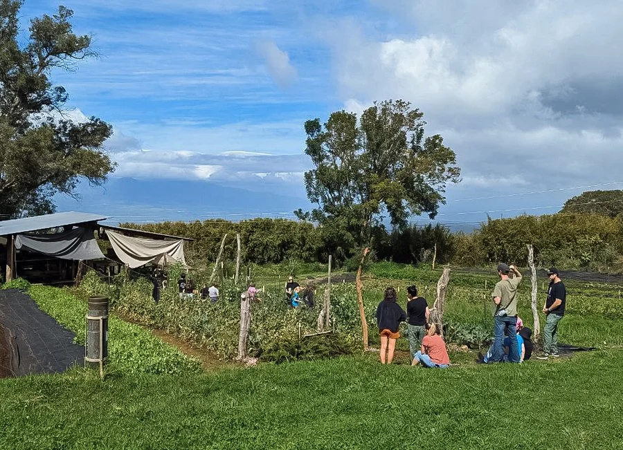 Upcountry Maui coffee farm