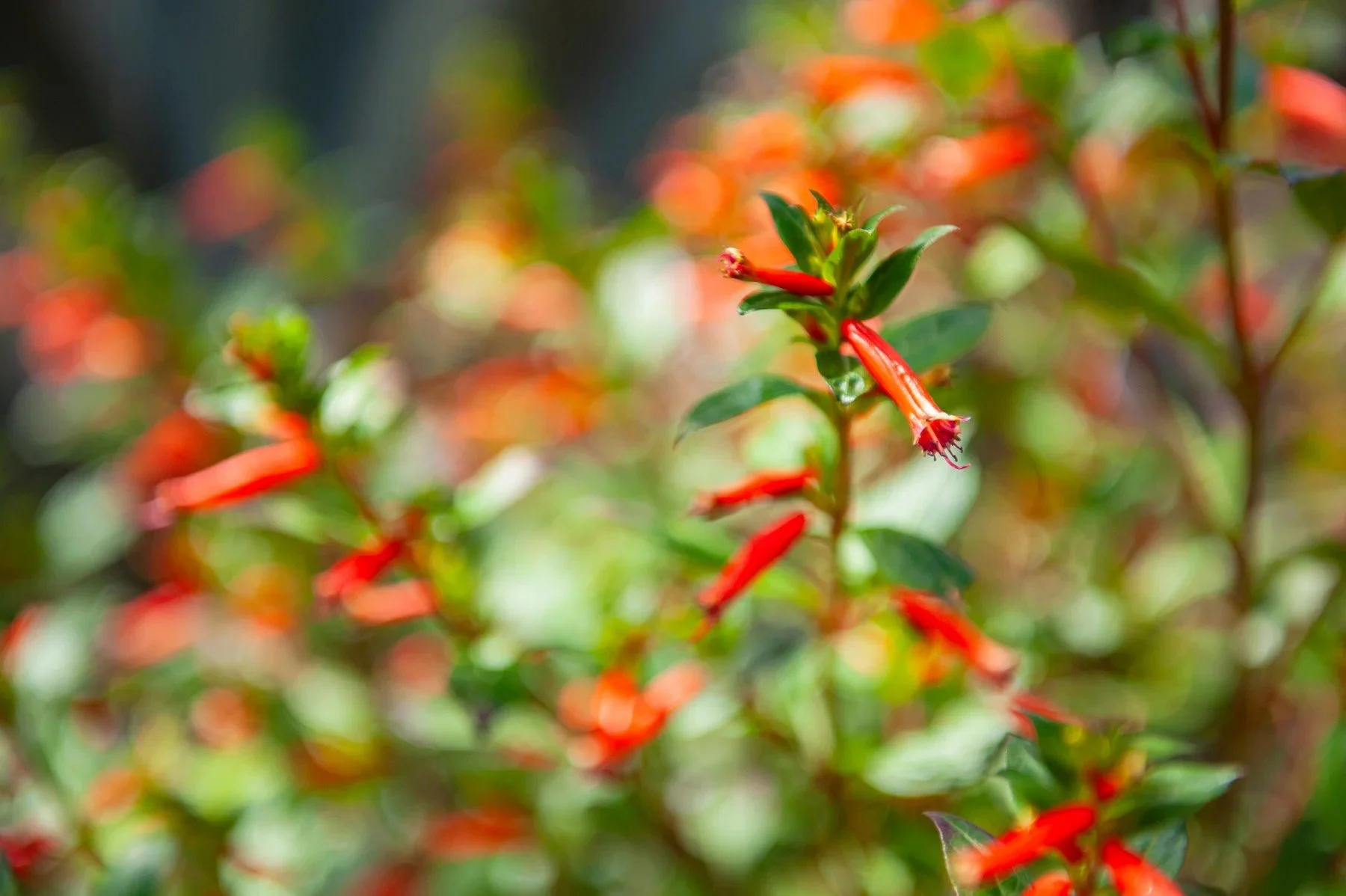 Red flowers in a Riviera Park planting bed
