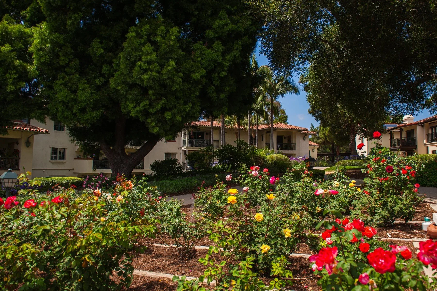 A rose garden beneath a broad mature tree at Samarkand