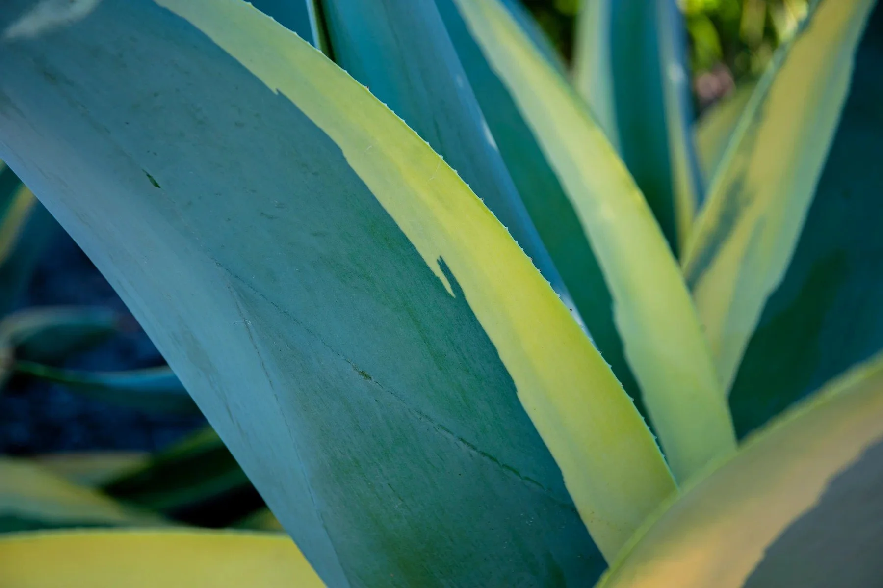 Variegated agave leaves in the 147 Castilian Drive landscape
