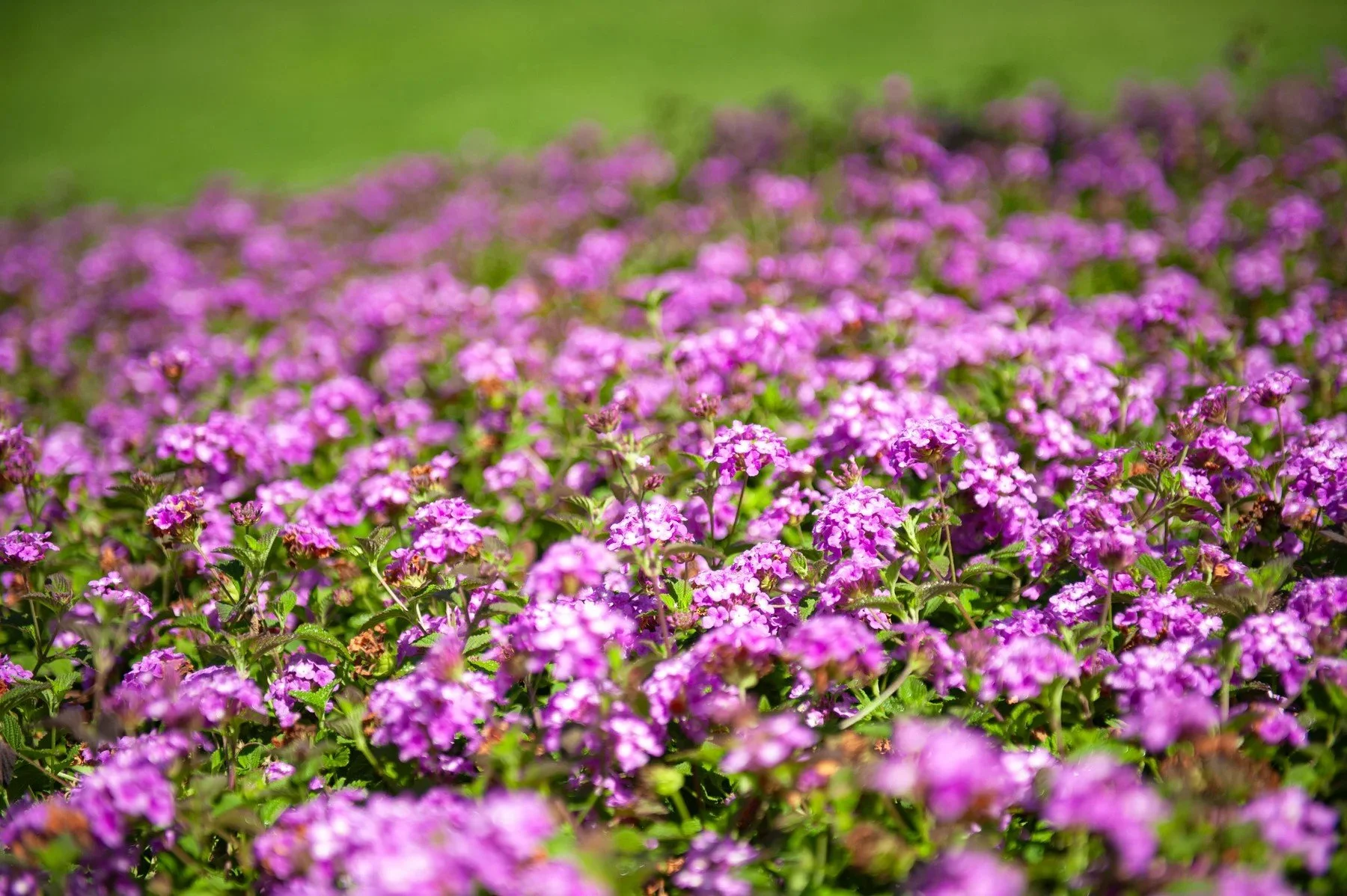 Pink flowering groundcover filling a garden bed at Riviera Park